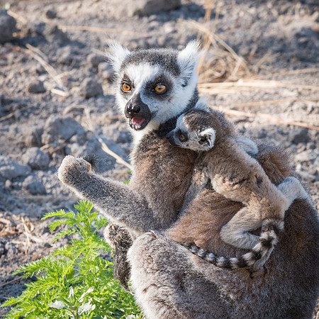 Ring Tailed Lemurs - Anja Community Reserve -8
