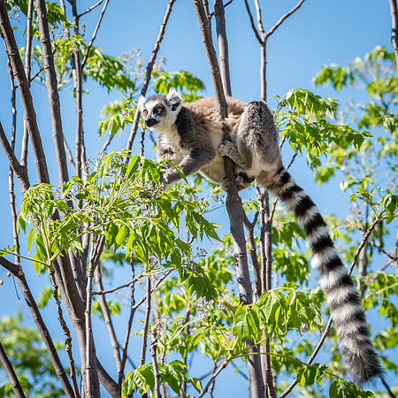 Ring Tailed Lemurs - Anja Community Reserve -10