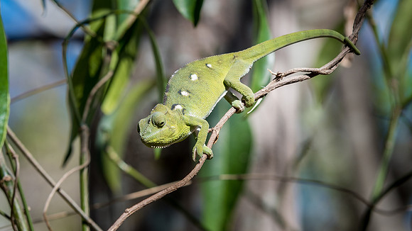 Chameleon - Anja Reserve
