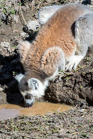 Ring Tailed Lemurs - Anja Community Reserve -7