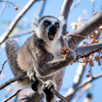 Ring Tailed Lemurs - Anja Community Reserve -2