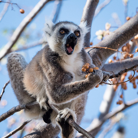 Ring Tailed Lemurs - Anja Community Reserve -2