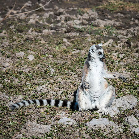 Ring Tailed Lemurs - Anja Community Reserve -4
