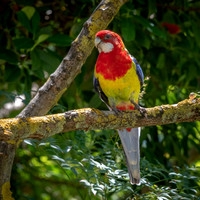 Eastern Rosella