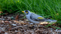 Noisy Miner