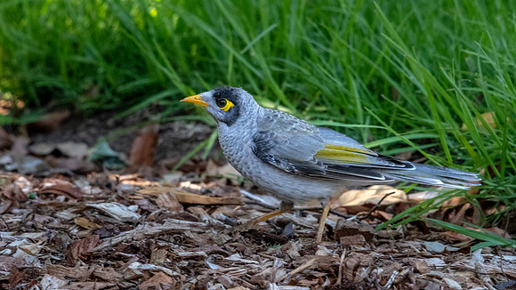 Noisy Miner