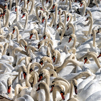 Abbotsbury-14