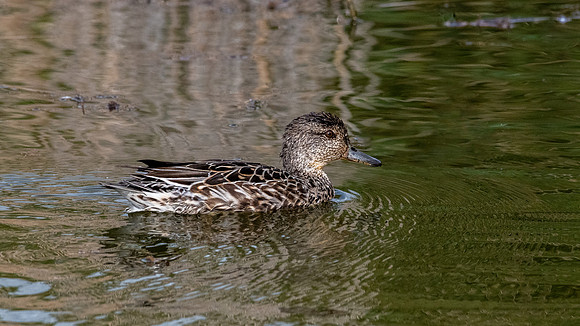 Abbotsbury-31