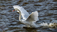 Mute Swan Take-off 031022 -24