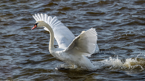 Mute Swan Take-off 031022 -24
