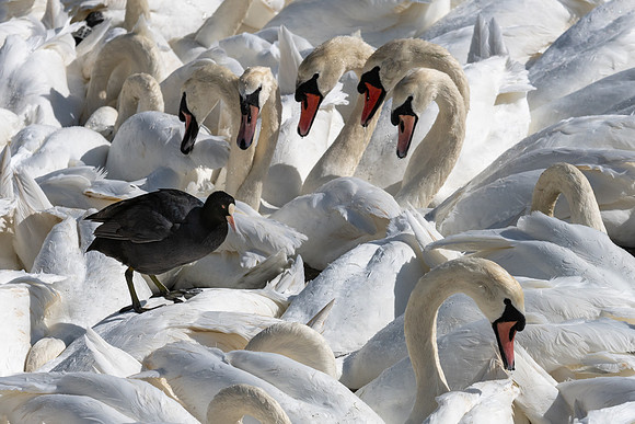 Abbotsbury-19