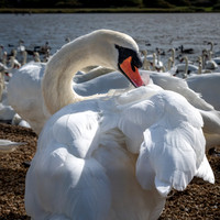 Abbotsbury-6