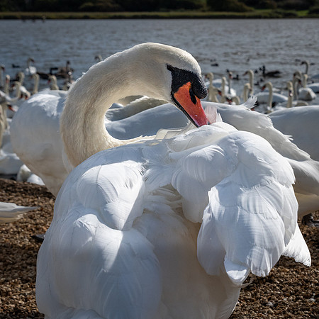 Abbotsbury-6