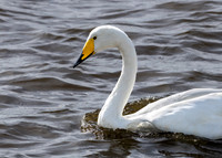 Whooper Swan 031022