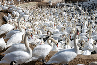 Abbotsbury Swannery