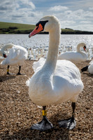 Abbotsbury-4