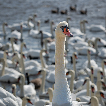 Abbotsbury