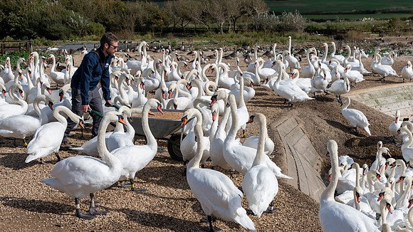 Abbotsbury-7