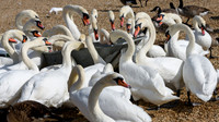 Abbotsbury-12