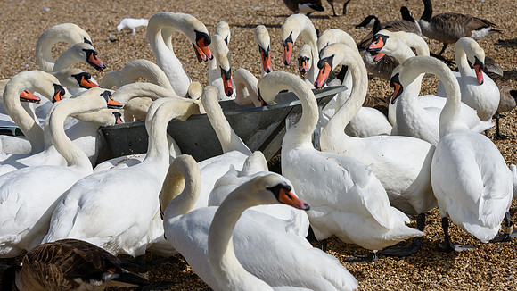 Abbotsbury-12