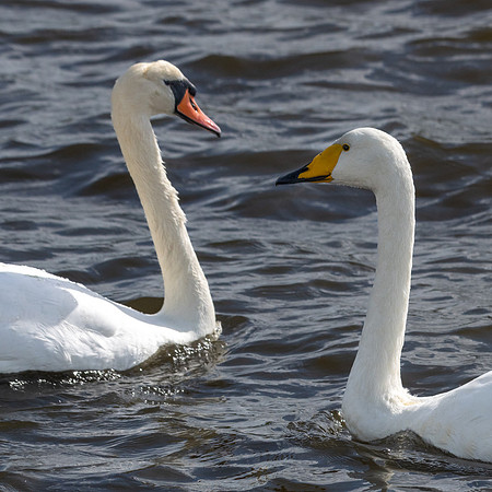 Mute & Whooper Swan 031022
