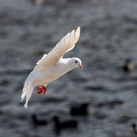 Abbotsbury-20