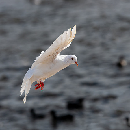Abbotsbury-20