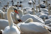 Abbotsbury-2