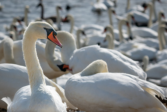 Abbotsbury-2