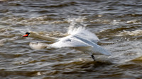 Mute Swan Take-off 031022 -25