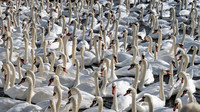 Abbotsbury Group-5