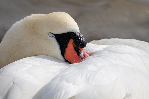 Abbotsbury-27