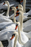 Abbotsbury-13