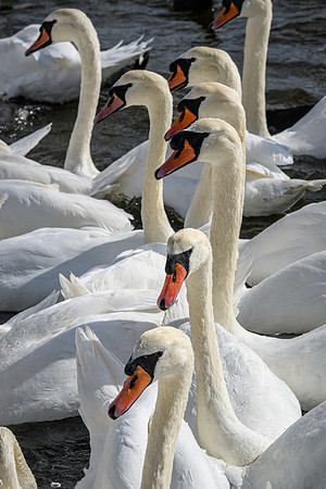 Abbotsbury-13