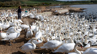 Abbotsbury-9