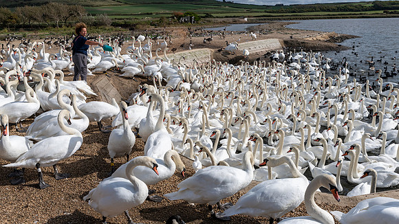 Abbotsbury-9