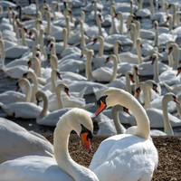 Abbotsbury-3