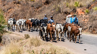 Driving Zebu from Market -2