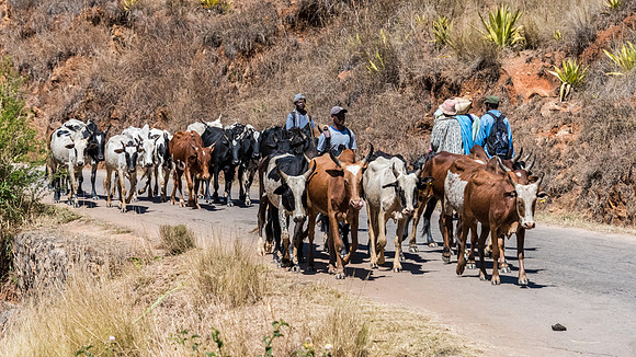 Driving Zebu from Market -2