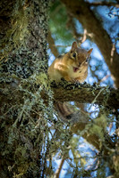 Chipmunk -1