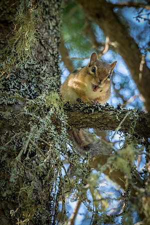 Chipmunk -1