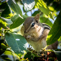 Chipmunk -2