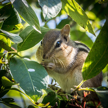 Chipmunk -2