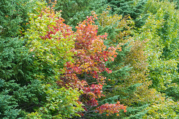 Autumn Starting