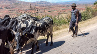 Driving Zebu from Market