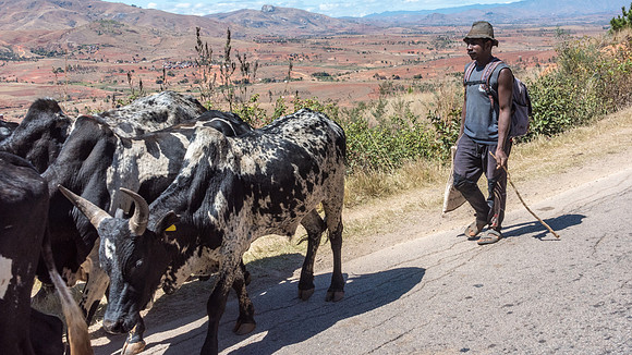 Driving Zebu from Market