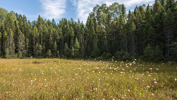 Field of Grasses