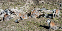 Ring Tailed Lemurs - Anja Community Reserve -3