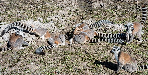 Ring Tailed Lemurs - Anja Community Reserve -3