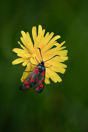 6-Spot Burnet 010724